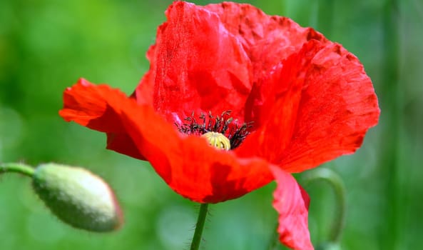 Open poppy flower