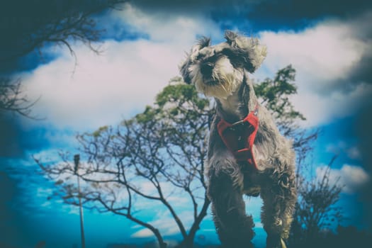 Miniature schnauzer with nice background color