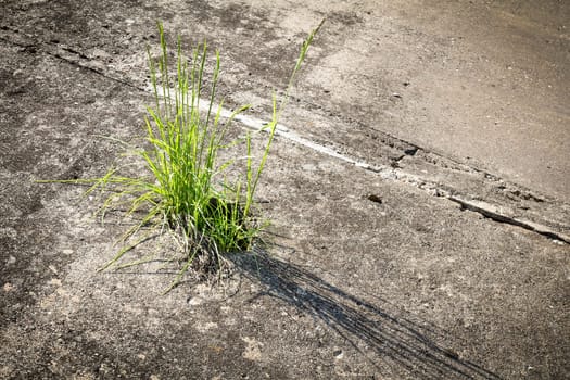 Green grass growing through crack in concrete