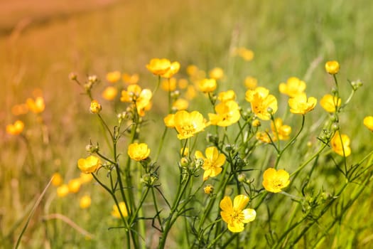 Blossom of summer flowers with very shallow focus