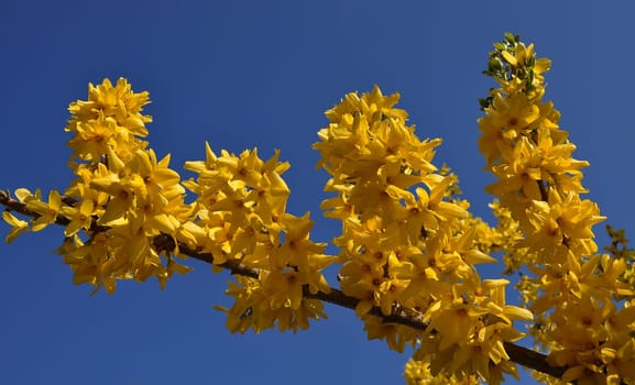 Forsythia blossom