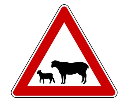 Attention flocks of sheep