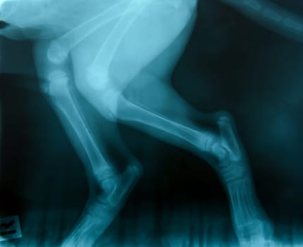 x ray picture of wild animal skeleton