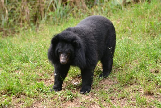 asiatic black bear or moon bear (ursus thibetanus)