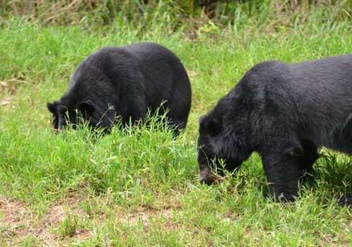 asiatic black bear or moon bear (ursus thibetanus)