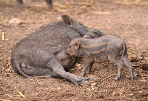 an asiatic wild boar feeding their baby