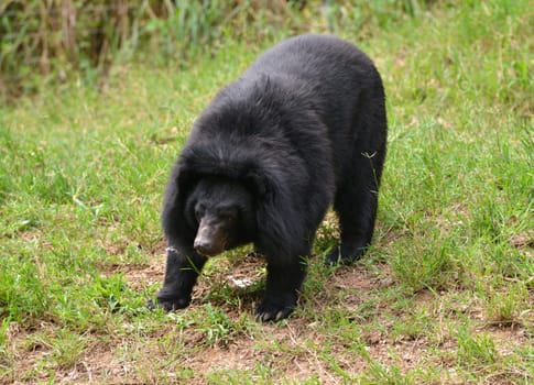 asiatic black bear or moon bear (ursus thibetanus)