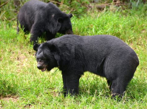 asiatic black bear or moon bear (ursus thibetanus)