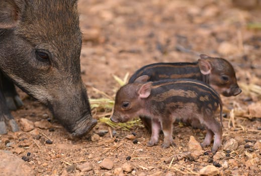 baby wild boar with their mum