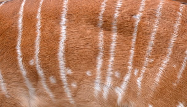textured of nyala fur can use for background