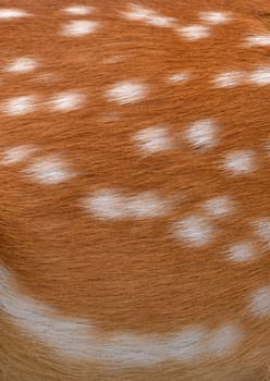 textured of nyala fur can use for background