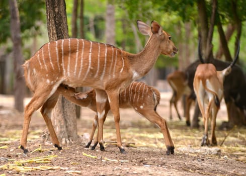 female nyala feeding their baby