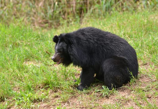 asiatic black bear or moon bear (ursus thibetanus)