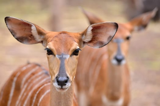 close up of female nyala head ( tragelaphus angasii )