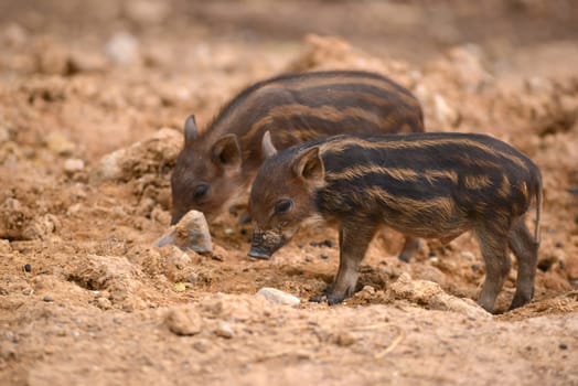 baby wild boar with striped