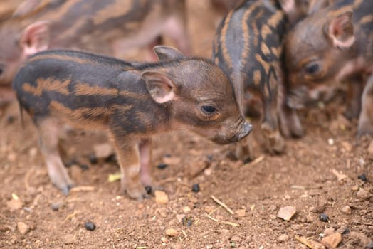 baby wild boar with striped