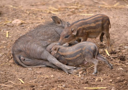 an asiatic wild boar feeding their baby