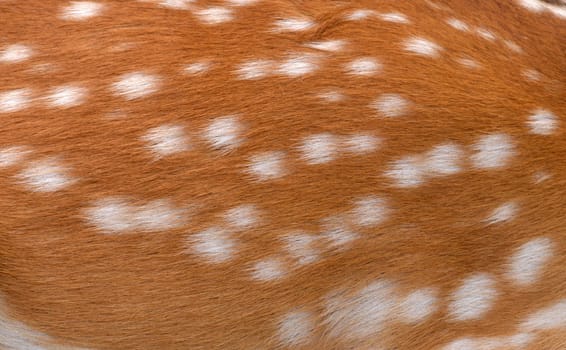textured of sika deer fur can use for background