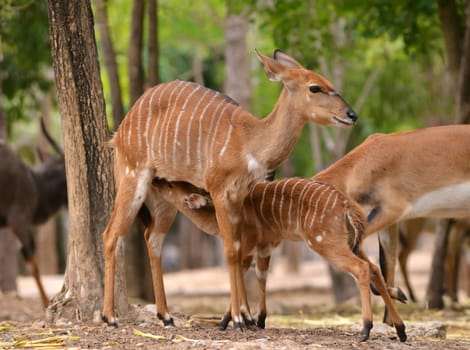 female nyala feeding their baby
