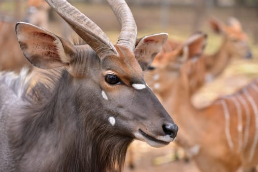 close up of female and male nyala head ( tragelaphus angasii )