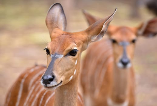 close up of female nyala head ( tragelaphus angasii )