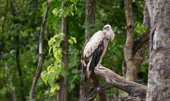 griffon vulture perching on tree branch