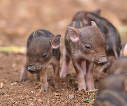 baby wild boar with striped