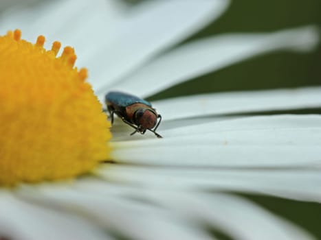 Portrait of a female shining beetle (Anthaxia nitidula) on Margerite
