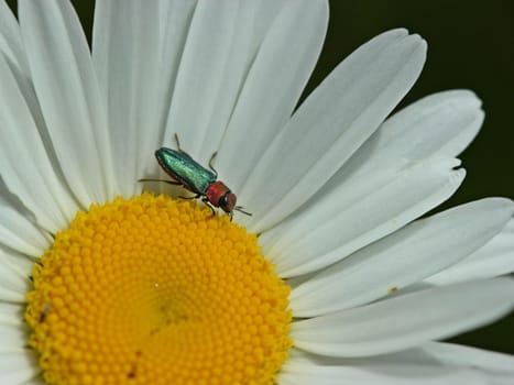 Female Glossy Beetle (Anthaxia nitidula) on Margerite