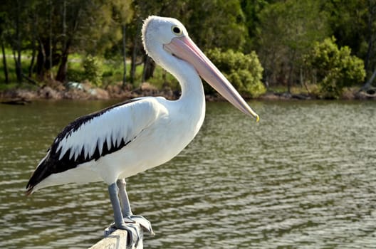 pelikan on the railing am reki
