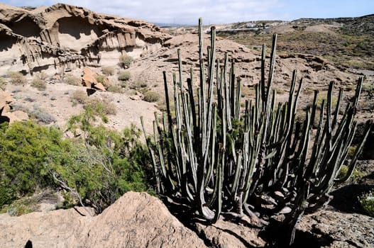 Desert landscape in Tenerife Canary Islands Spain