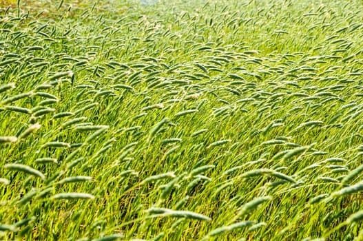 Texture Grass Background Pattern on an Isolated Field