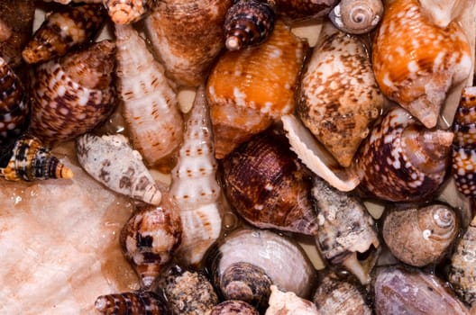 Texture Background of colored round sea shells
