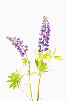 Lupine (Lupinus polyphyllus)