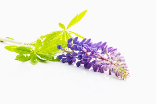 Lupine (Lupinus polyphyllus)