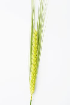 Wheat