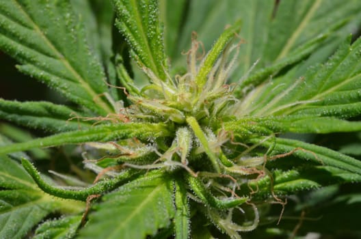 Blooming Cannabis Marijuana Green Buds Ripe Flowers
