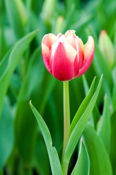 The close view of pink tulips over green leafs