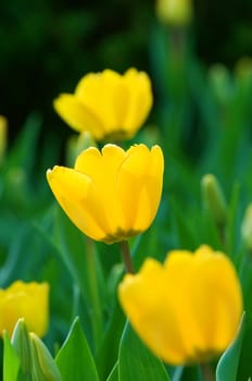 The close view of yellow tulips over green leafs