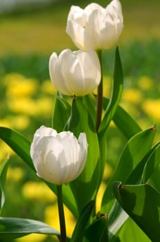 The view of line of white tulips flowers