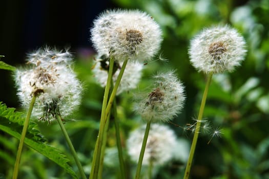 Pusteblume - Loewenzahn