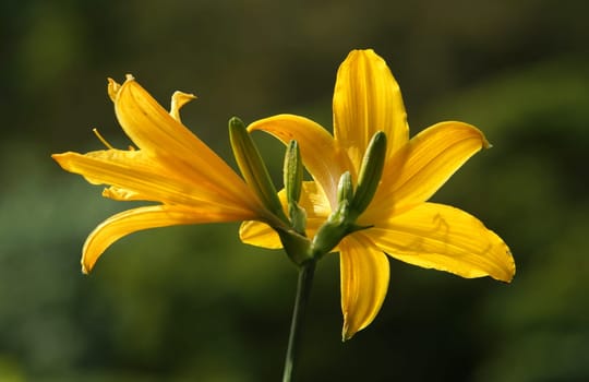 Yellow lilies