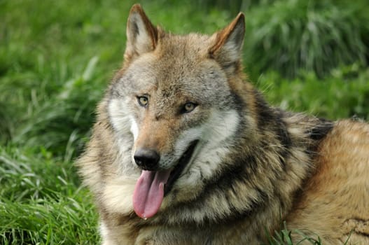 The Grey Wolf