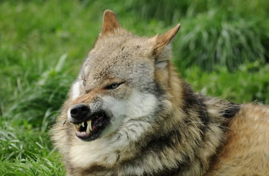 Wolf fletscht teeth