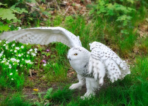 Snowy Owl (Bubo scandiacus, Nyctea scandiaca), Regenstein,Blankenburg, Sachsen Anhalt, Germany, North Europe