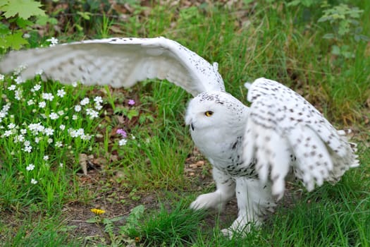 Snowy Owl (Bubo scandiacus, Nyctea scandiaca), Regenstein,Blankenburg, Sachsen Anhalt, Germany, North Europe