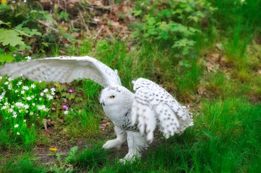 Snowy Owl (Bubo scandiacus, Nyctea scandiaca), Regenstein,Blankenburg, Sachsen Anhalt, Germany, North Europe