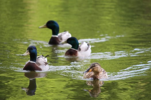Ducks