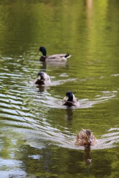 Ducks
