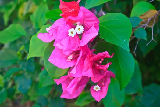 Red Pink blooming bougainvilleas flower with green foliage Background.